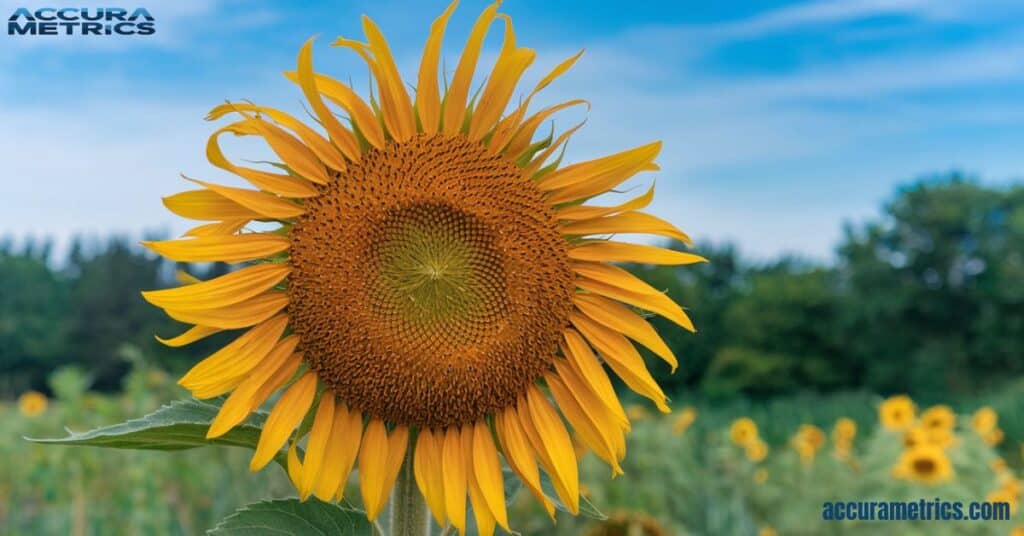 Sunflower Head Diameter