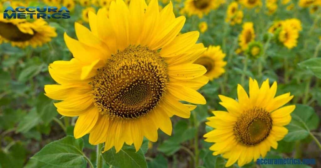 sunflowers typically measure around 7 inches in diameter