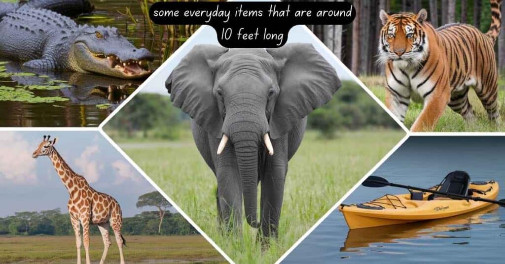 Five part featured image showing a 10 feet alligator, tiger, giraffe, kayak, and elephant in natural settings