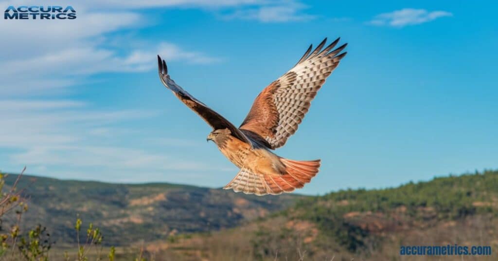 A red tailed hawk