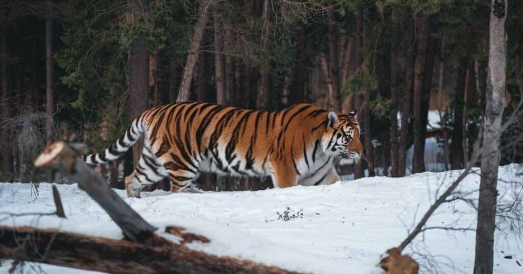 An Amur tiger, known for its length of 10 feet, stealthily navigates a snowy forest.