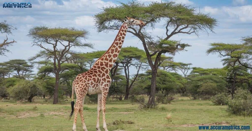 An adult giraffe reaching for treetop leaves.