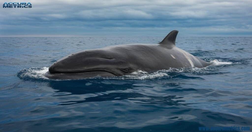 A minke whale swimming in the ocean.