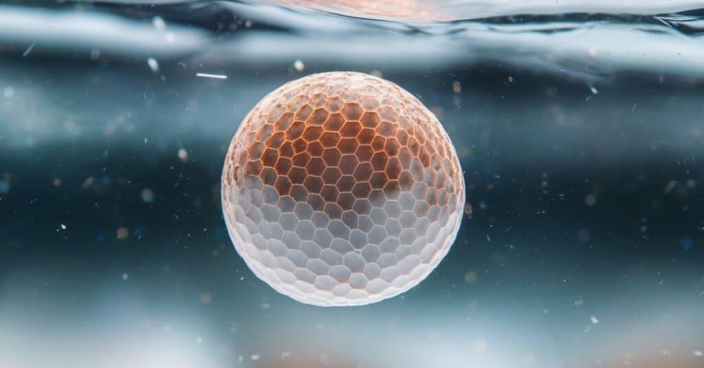 Sharp close-up of a 1 millimeter fish egg, showing its translucent structure and developing embryo.